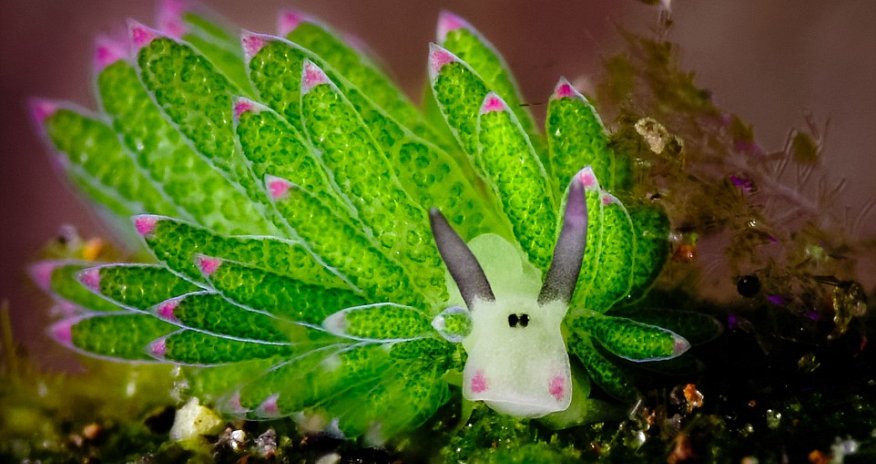 Is this the world's cutest underwater animal?