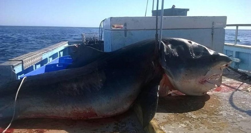 Facebook pictures emerge claiming to show a terrifying SIX METRE shark