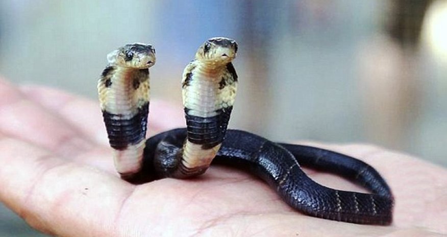 This venomous cobra has TWO heads