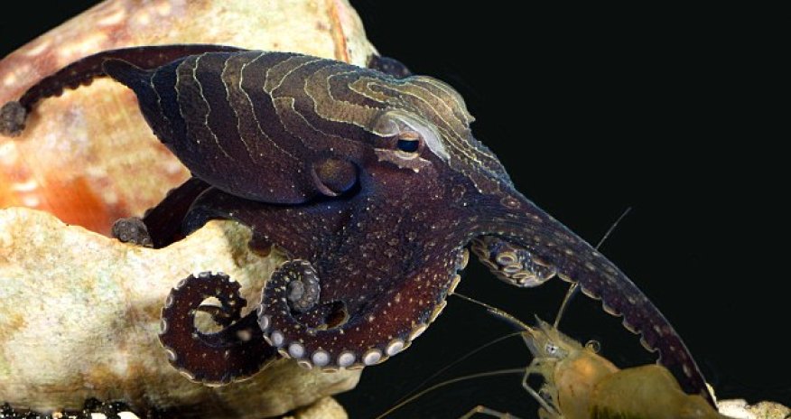 Sneaky octopus tricks its prey by TAPPING