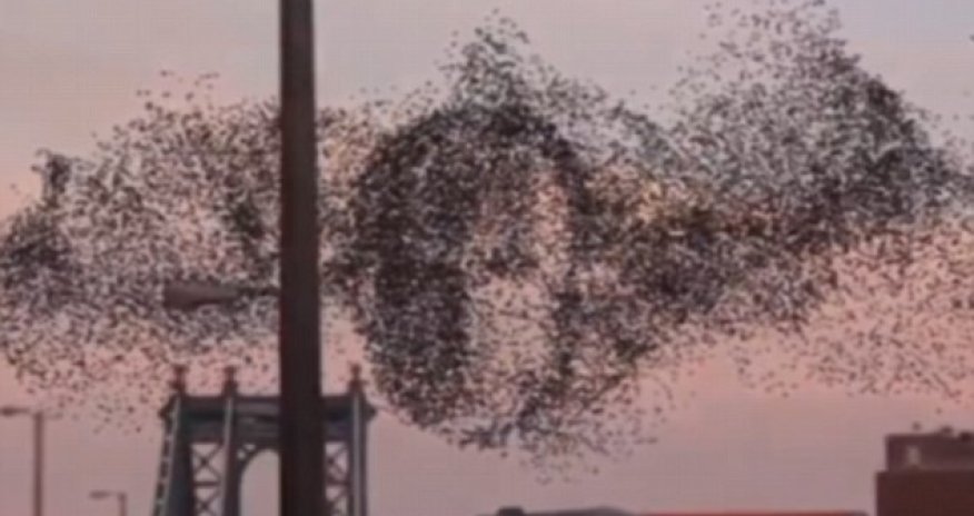 Thousands of birds flying over New York merge to form Vladimir Putin's face