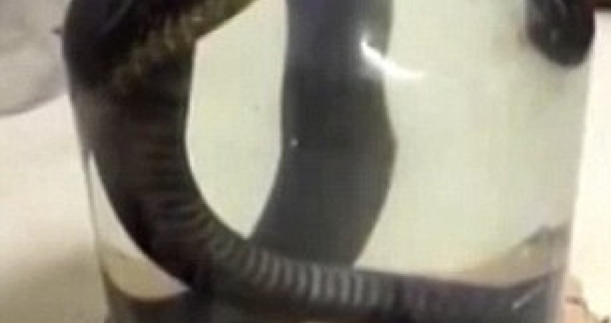 LIVE snake being drowned in alcohol to make traditional tipple