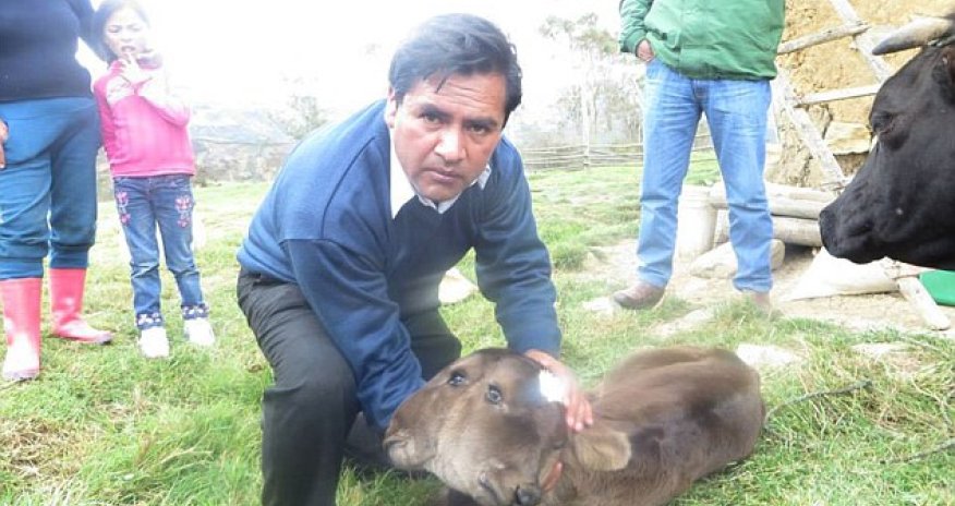 TWO-HEADED calf is born in Peru