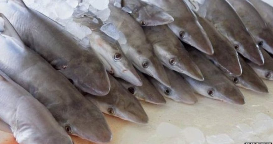 Humans are 'unique super-predator'