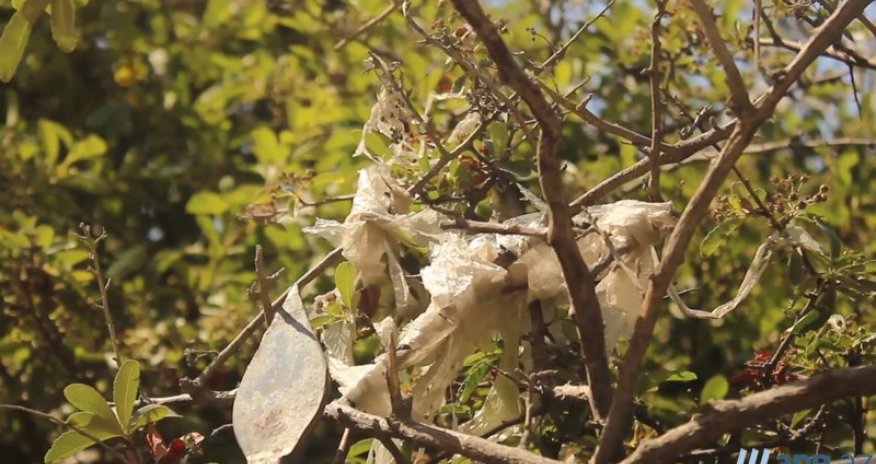 В ОБЪЕКТИВЕ: Полиэтиленовая отрава