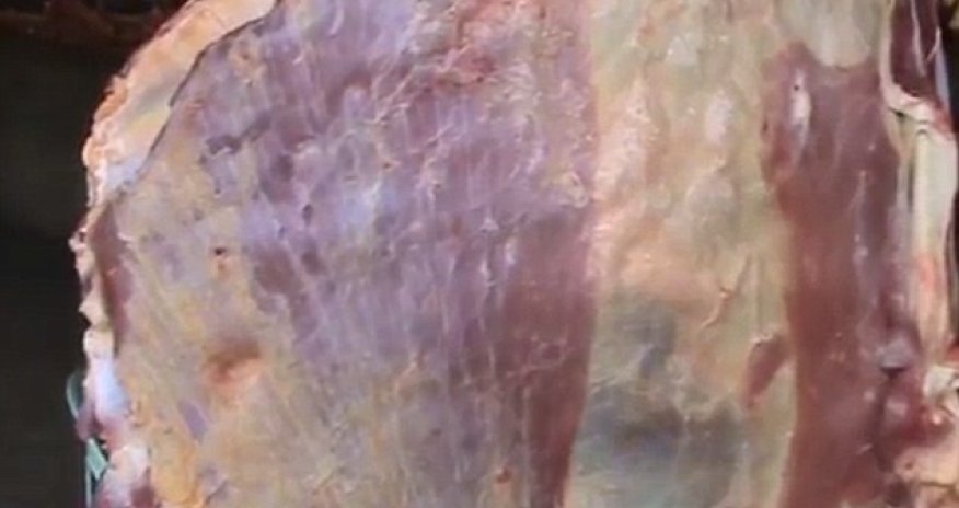 Video shows giant slab of meat PULSATE