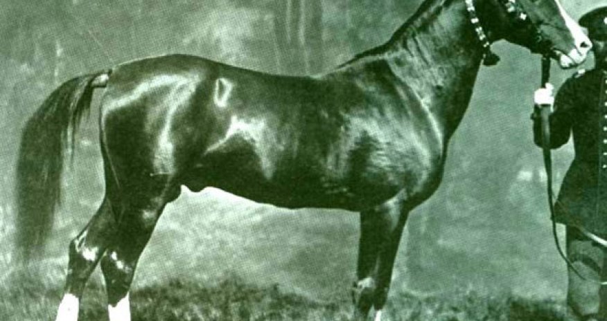 President puts $5.5m into Azerbaijan’s equine heritage