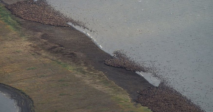 Alaska's coast filled with thousands of WALRUS coming ashore