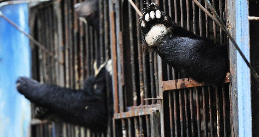 Heartbreaking pictures show battle to rescue stranded bears from flooded Russian zoo
