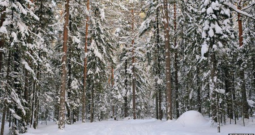 Earth's trees number 'three trillion'