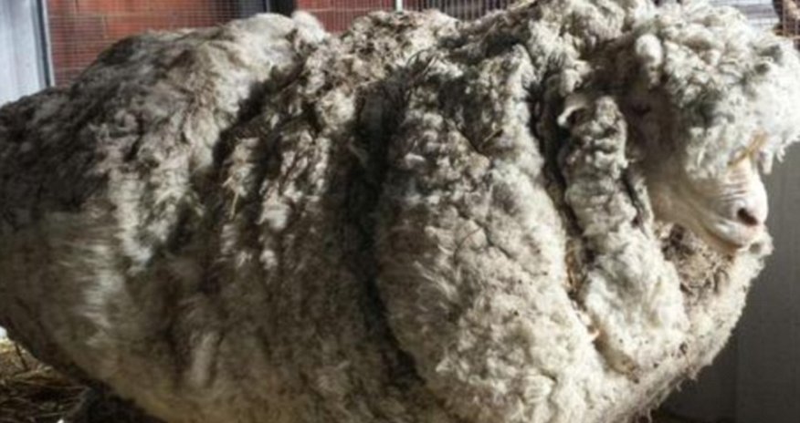 Australia's most enormous sheep gets a stunning makeover