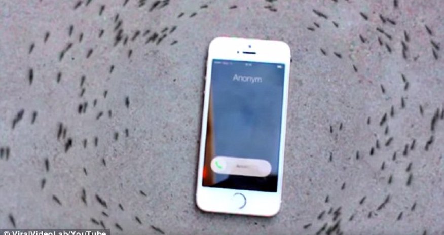 Can you control ANTS with your iPhone?