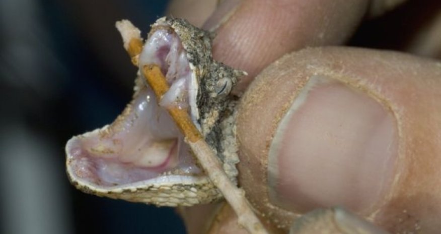 Snakebite antidote is running out