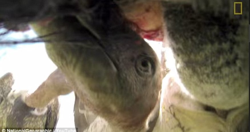 What it's like to be eaten by a VULTURE