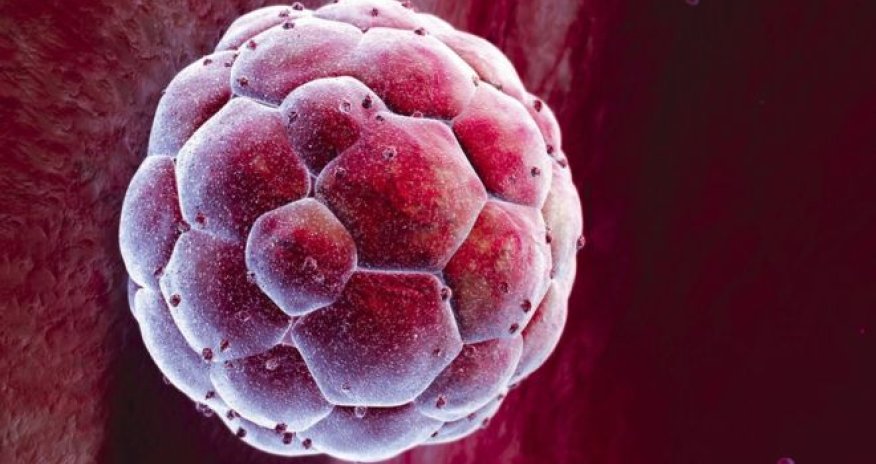 GM embryos 'essential', says report
