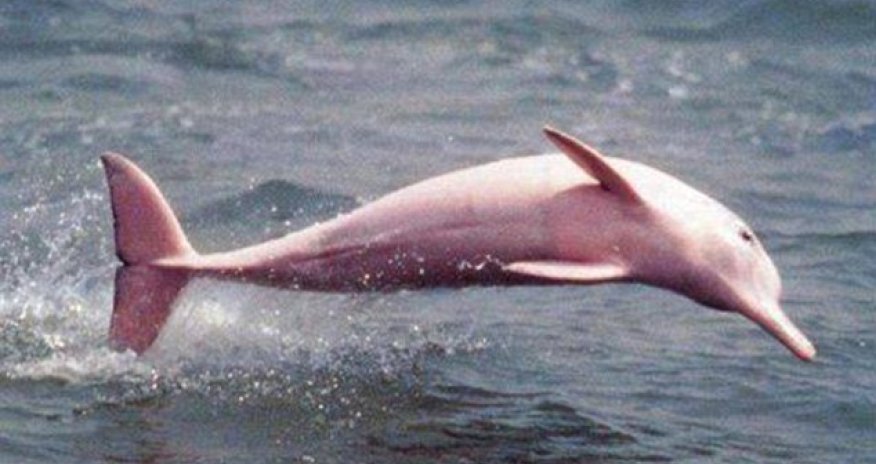 Dolphin colored bright pink due to rare genetic fault