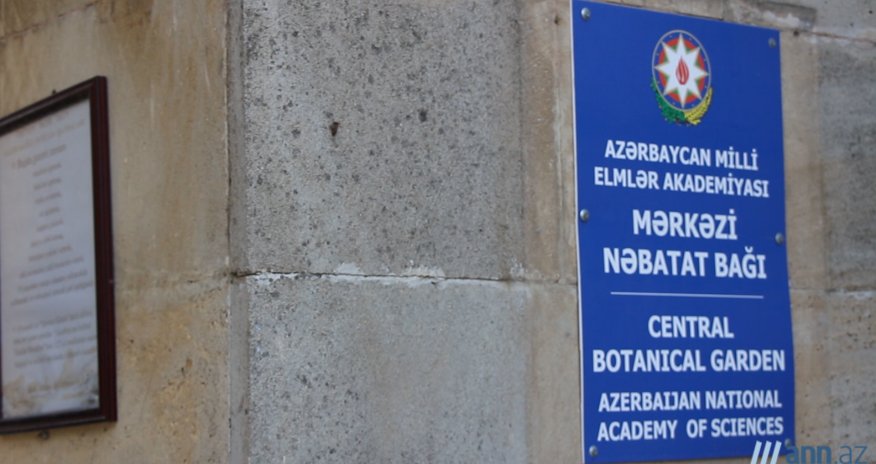NO COMMENT: Nəbatət bağının yanması xəbəri yalan çıxdı - ANN.TV