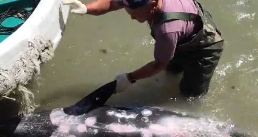 Video captures dolphin trying to escape hunters during Taiji cove slaughter