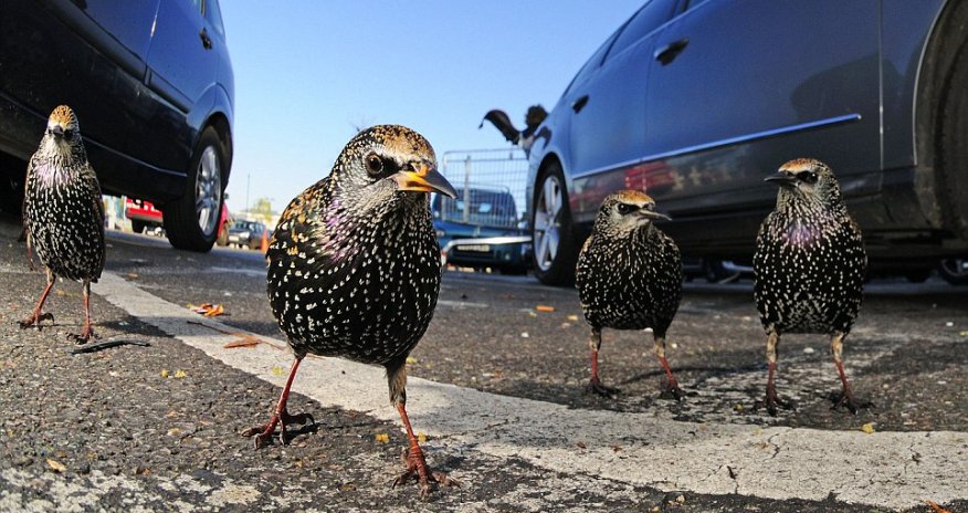Wildlife photography awards
