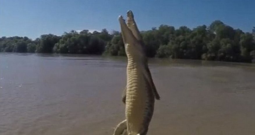 Crocodile wiggling its ENTIRE body out of the water is the creepiest thing you'll see today