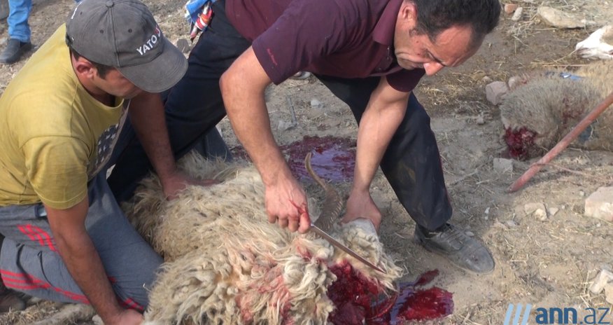 OBYEKTİVDƏ:Bakıda qurbanlıq heyvanları necə kəsdilər?