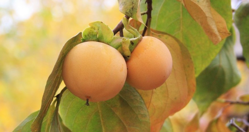 Осенние плоды – ФОТОРЕПОРТАЖ