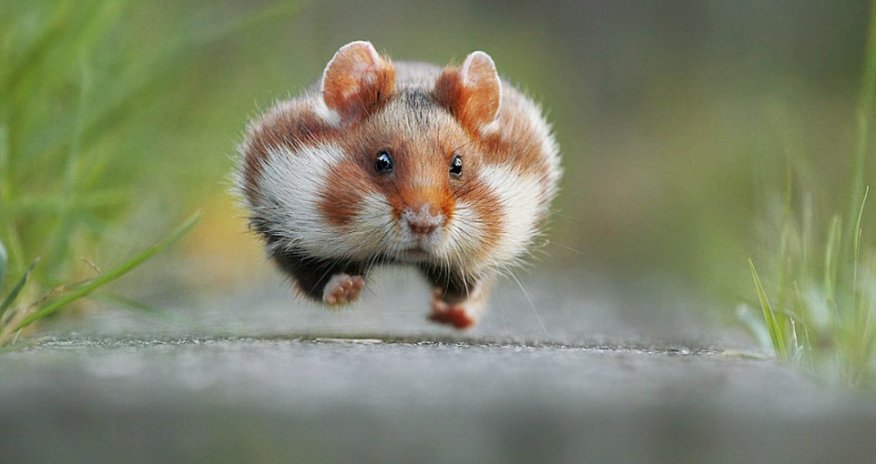 Photographers share their funniest animal pictures