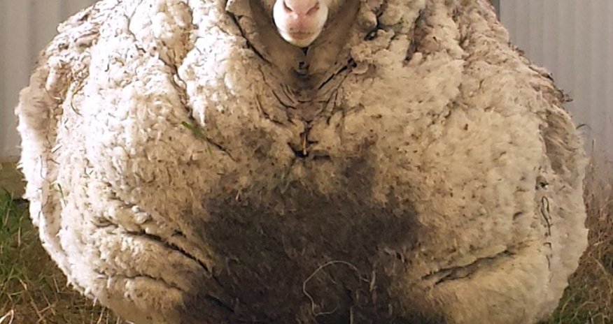 Chris the sheep - found wandering alone with a massive overgrown fleece of 41.10kg