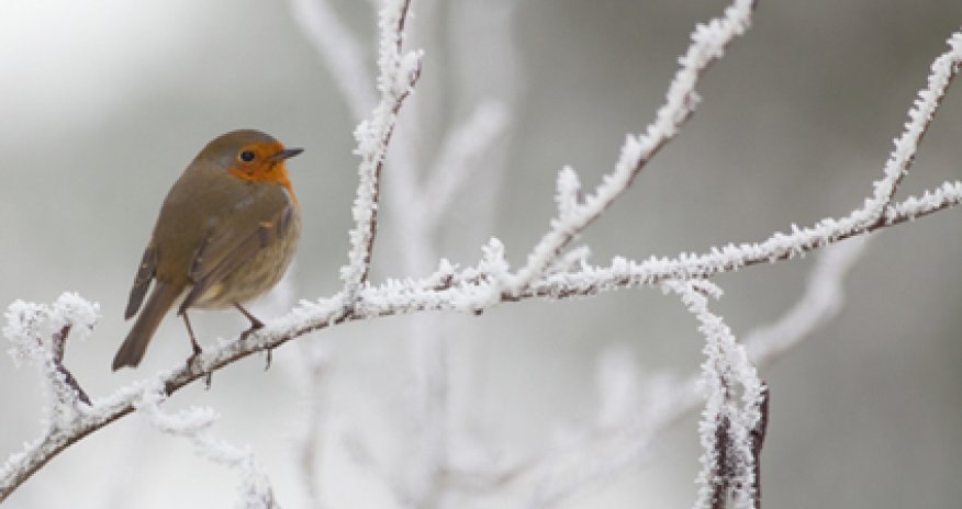 Azərbaycanda ilk qar - FOTOLAR