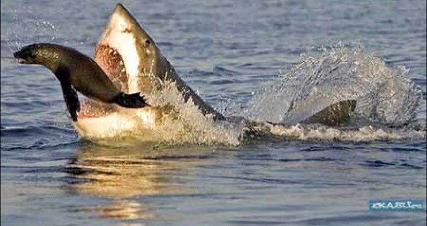 РАЗНОЕ: Нападение акул в замедленной съемке