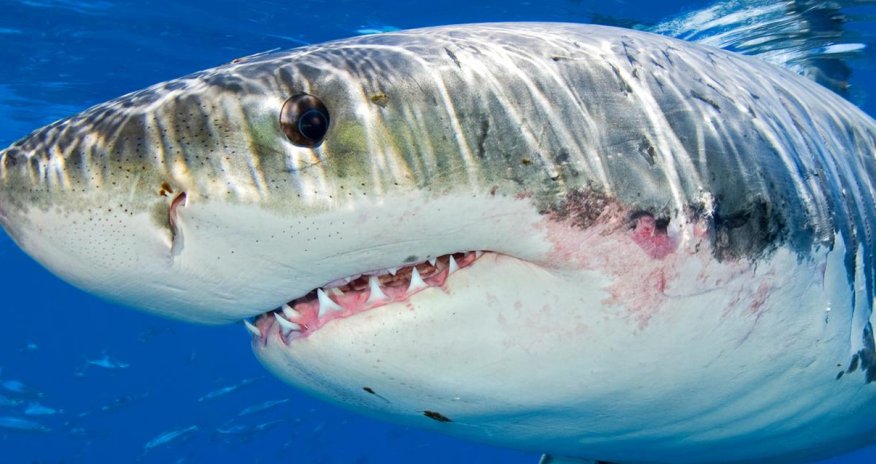The truth about great white sharks
