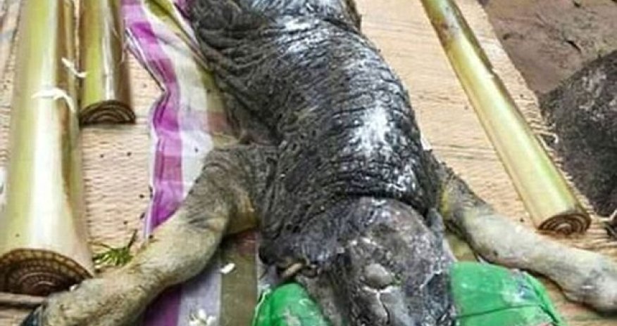 Hybrid between a crocodile and a buffalo terrifies villagers