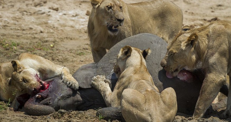 The brutal moment a young elephant calf is separated from its herd and ....
