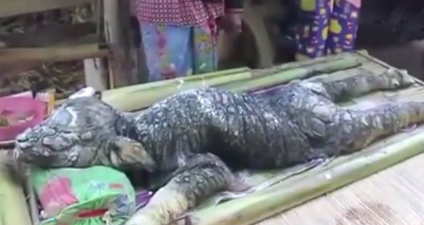 РАЗНОЕ: Найден гибрид быка и крокодила