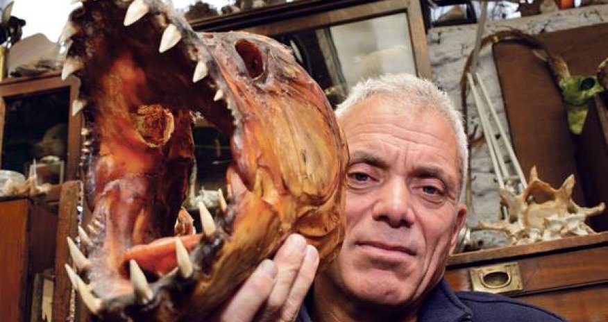 MÜXTƏLİF: Ət yeyən balıqlar - ANN.TV