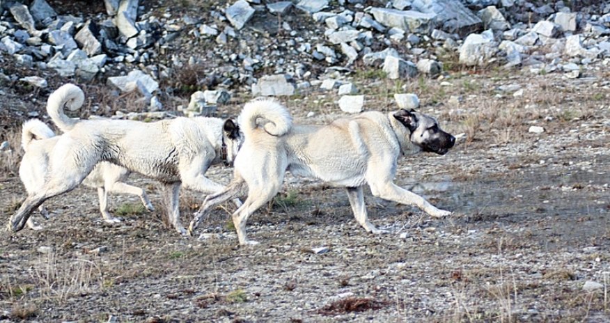 РАЗНОЕ: Поединок собак со змеей 