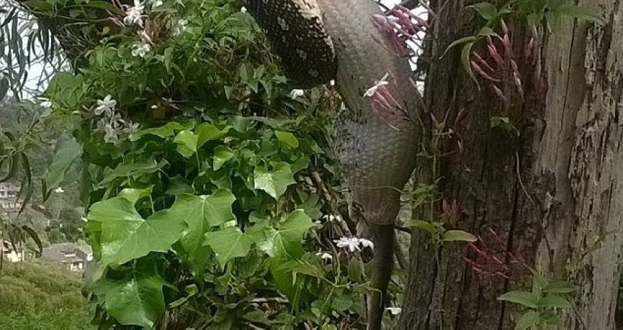 Python swallows a large possum WHOLE after capturing it up a tree