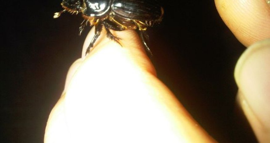 Редкий жук обнаружен в Азербайджане