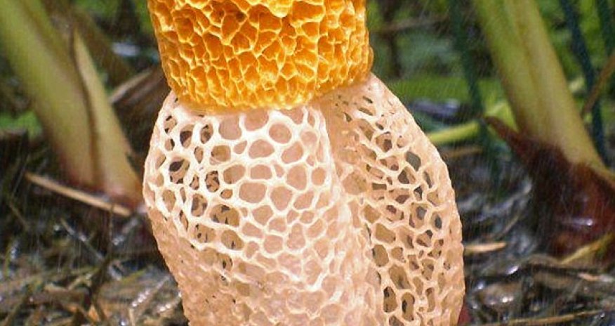 Phallic fungus releases 'hormone-like compounds' to excite with a single sniff