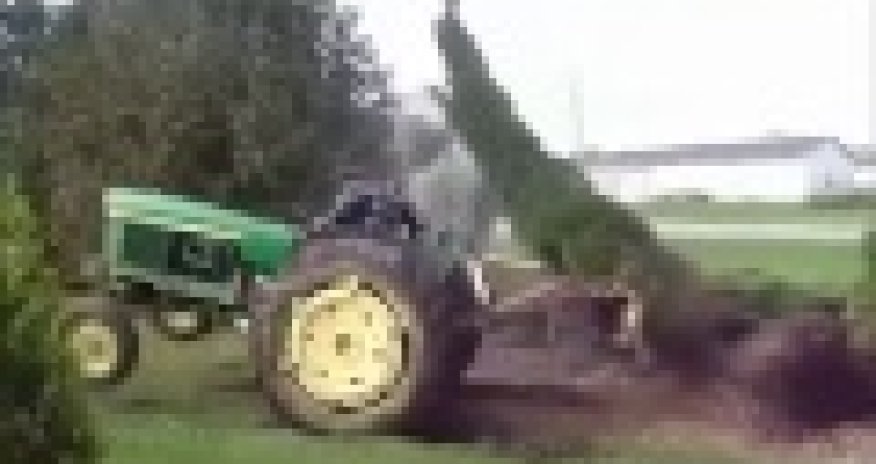 РАЗНОЕ: Жестокая кара дерева 