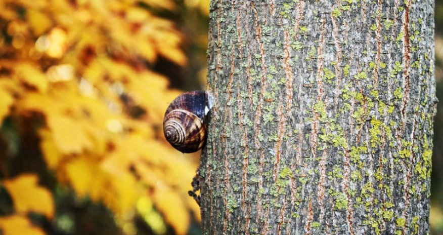 Осень в Ботаническом саду - ФОТОРЕПОРТАЖ