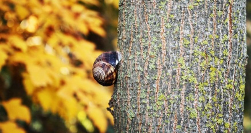 Botanika bağında payız - FOTOREPORTAJ