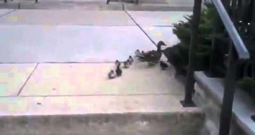 РАЗНОЕ:  Утята против лестницы