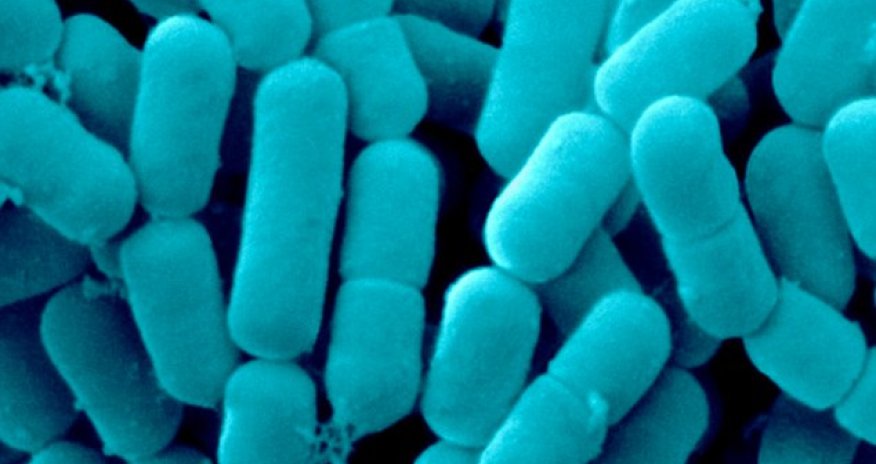 Bacteria 'TALK' to each other