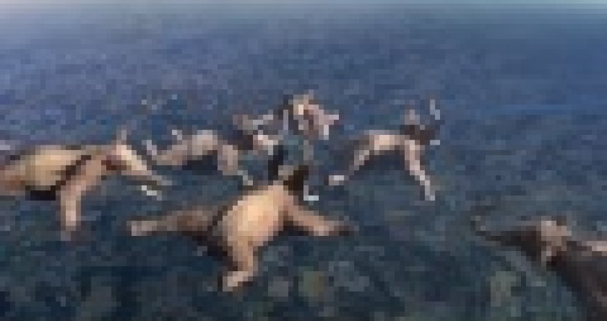 MÜXTƏLİF: Heyvanlar adrenalin istəyərlərsə... - ANN.TV