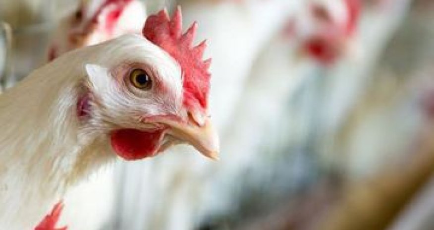 Avian flu monitoring to be launched in Azerbaijan