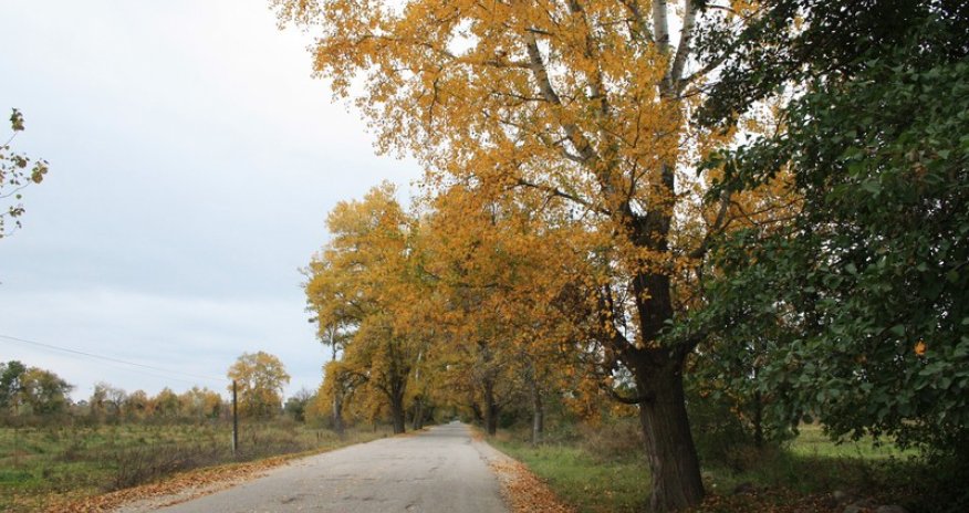 Qızıl payız - FOTOREPORTAJ