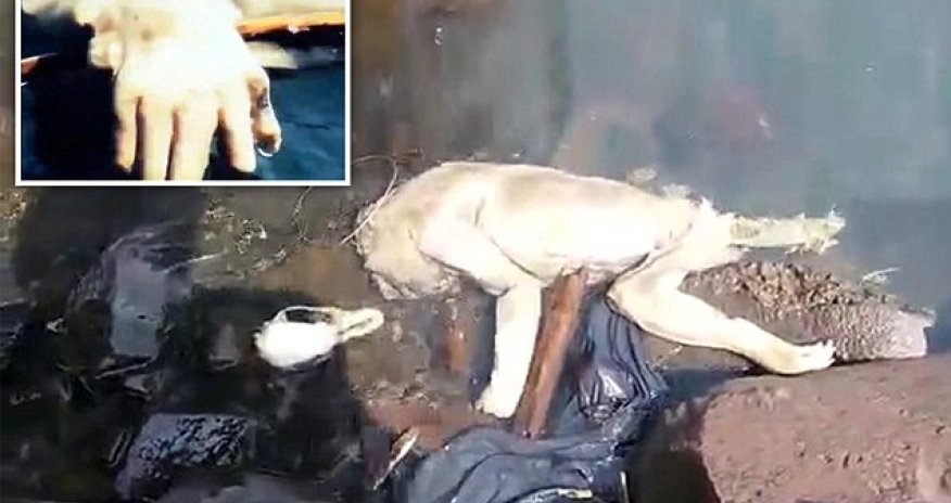 Does this clip show the corpse of a feared Chupacabra 'vampire'?