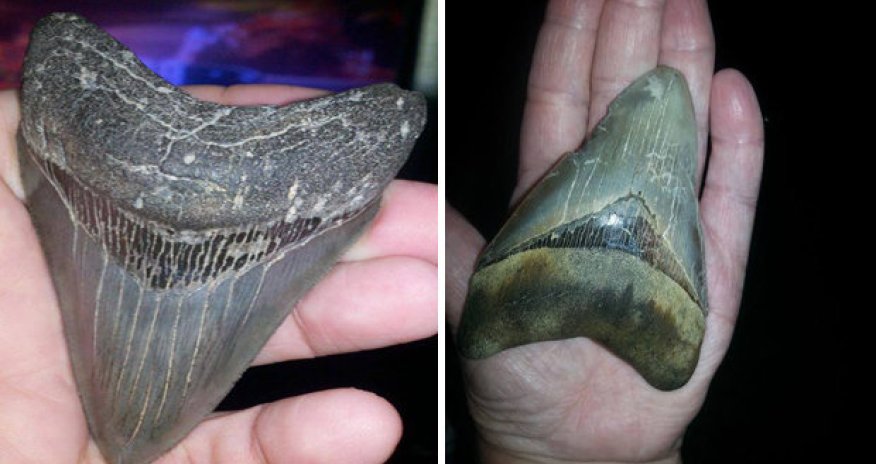 Massive super-sized dinosaur teeth wash ashore on beaches