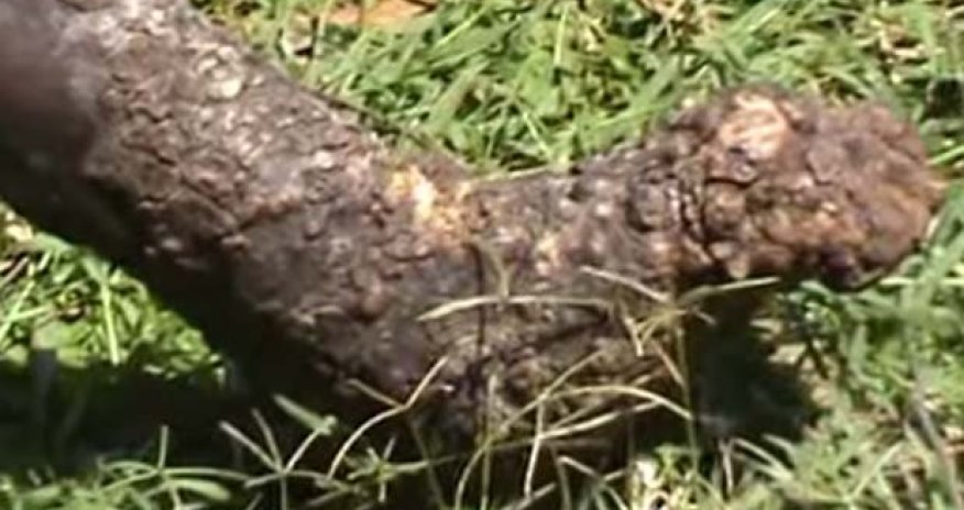 The evil parasite that is eating people alive